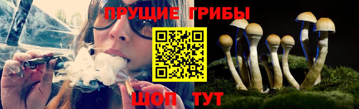 Псилоцибиновые грибы Psilocybe Юрга